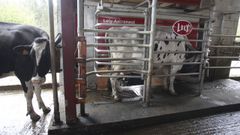 Una vaca accede al robot de orde�o, mientras otra espera su turno, en la granja Lousada, en Moeche