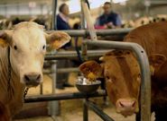 El mejor dato de la Central fue el precio de los terneros cebados.