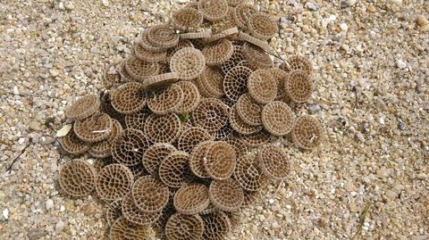 Las extra�as ruedecillas que aparecieron en la playa de La�o, en Poio