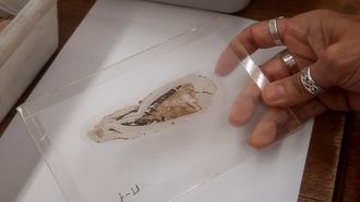 Embri�n de bivalvo fosilizado, de hace 125 millones de a�os