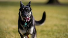 Major, el perro que ha mostrado un comportamiento agresivo