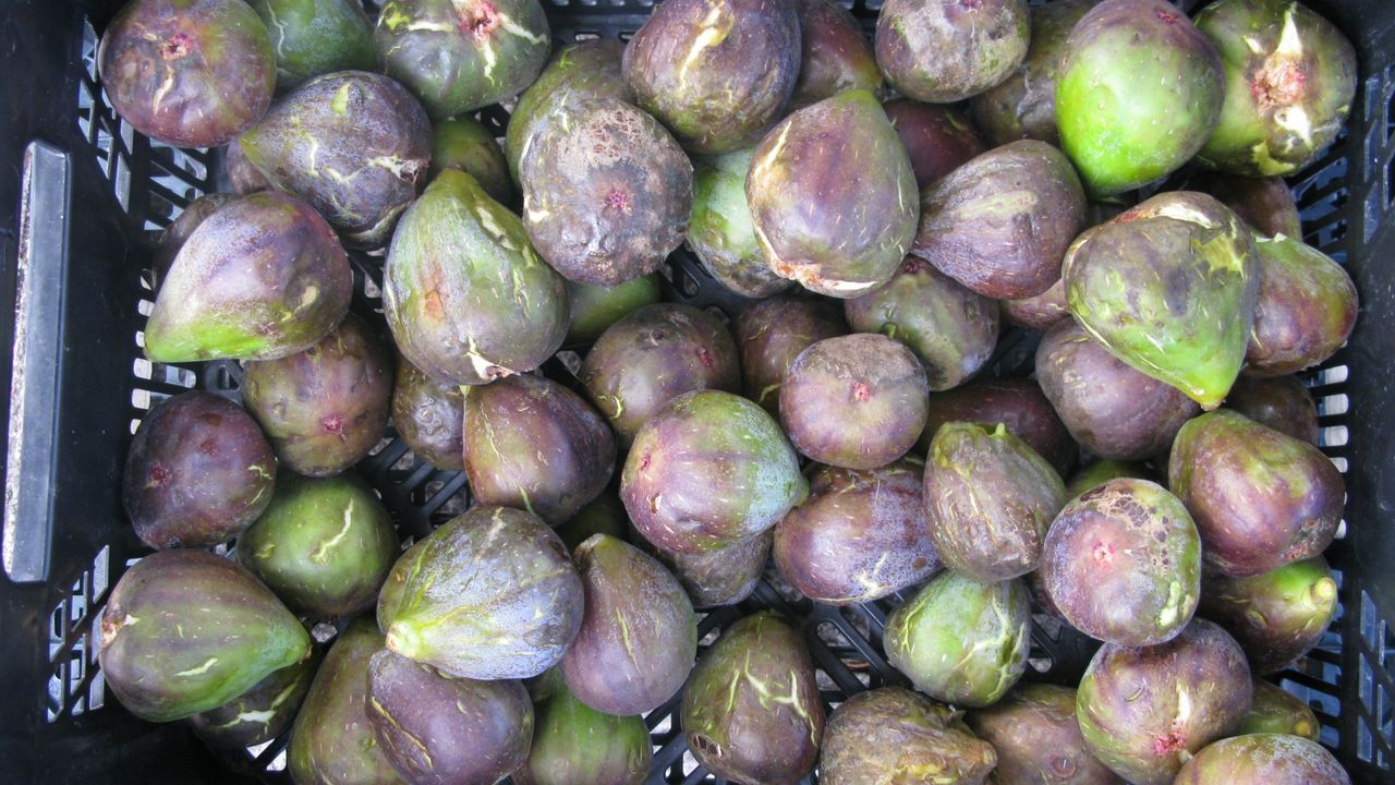 Llega migueliño: el caramelo que brota en una higuera
