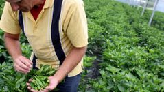 as plantaciones del Pemento do Couto se realizan en el mes de enero en los terrenos de los agricultores de la zona mientras que la comercializaci�n del producto se inicia, salvo improvistos meteorol�gicos, en primavera.