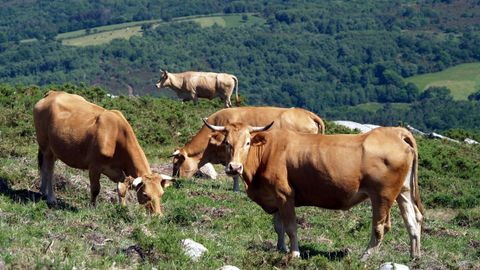 Vacas pastando en la monta&ntilde;a de Chantada en una foto de archivo