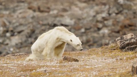 As� es la ag�nica muerte�de un oso polar en Canad�