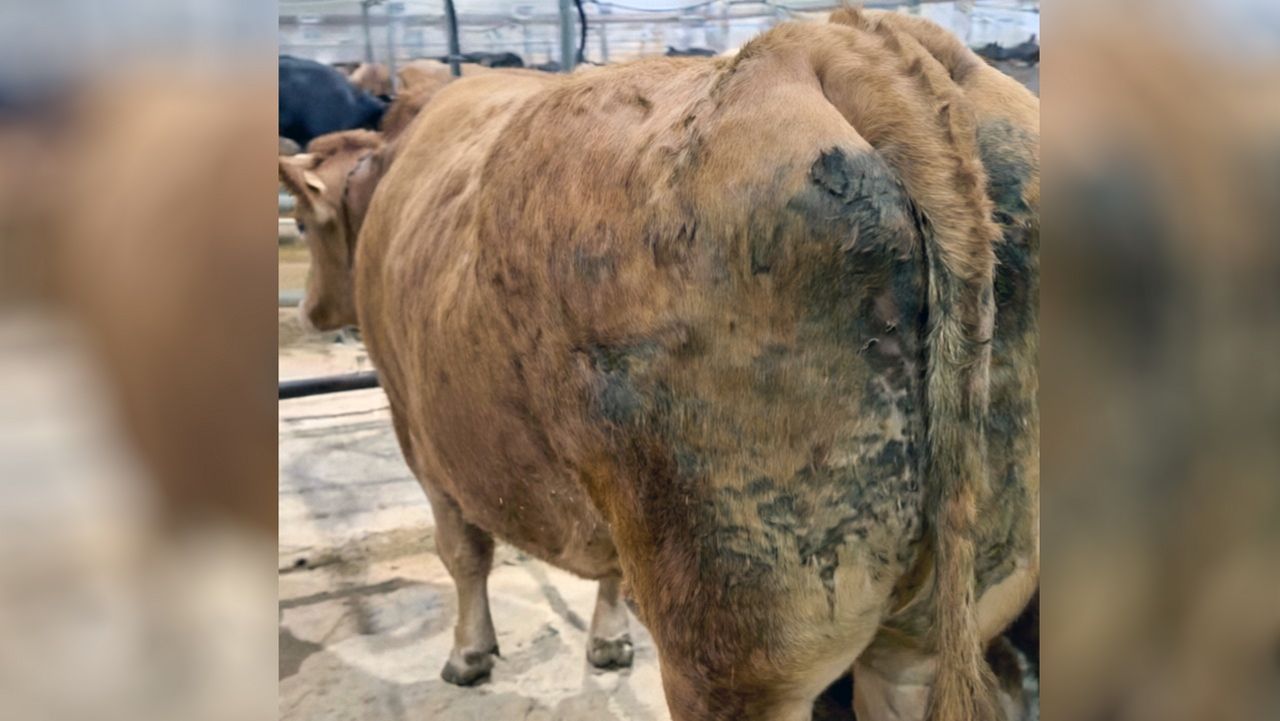 Una vaca de cinco años marca otro récord de precio en Silleda: 8.227 euros