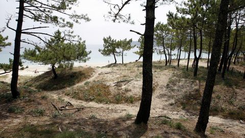 La duna de la playa de Barra invade un pinar.