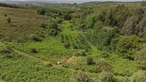 El río Limia, en su nacimiento en el monte Talariño, de la parroquia de Paradiña, en Sarreaus.