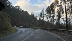 Eucalipto sobre la calzada en Valdovi�o.