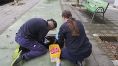 Trabajos de control de plagas en la avenida de Esteiro