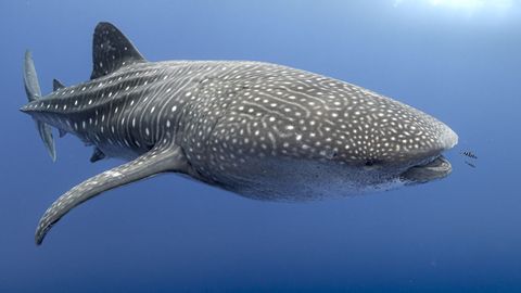 Un viaje�desde la distancia a las Azores de la mano del bi�logo cervense