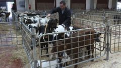 El mercado de Amio podr�a�no recibir hoy a los animales de la recr�a