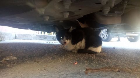 La gata, escondida bajo un coche en el paseo del Malecón antes de que pudiesen atraparla