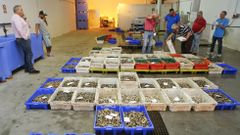 Subasta de almeja desarrollada ayer en la nave del mercado