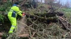 Un operario tala un �rbol ca�do en una carretera provincial de Ourense.