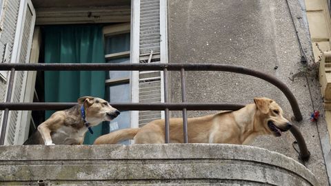 La nueva ley prohbe que los animales estn durante mucho tiempo en balcones o terrazas