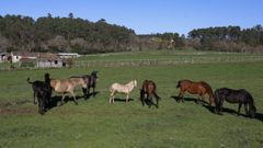 Oza acoge la edici�n 25 del concurso  morfol�xico cabalar do Concello de Teo