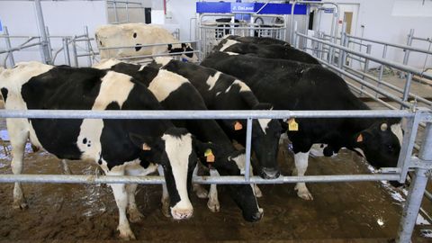 Las vacas llegaron procedentes de la unidad de leche de Gayoso Castro  