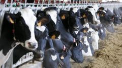 La alimentaci�n del ganado vacuno va adapt�ndose a nuevos criterios ambientales