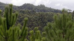 Monte de eucalipto y pino en A Maria (imagen de archivo)