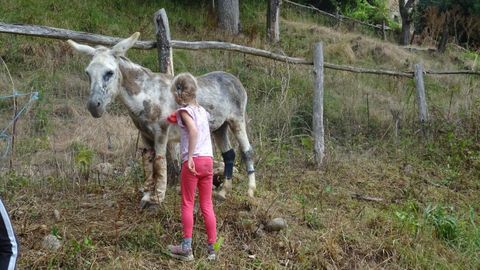 Una nia cepillando a uno de los burros