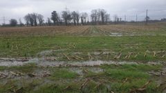 Campos anegados en Xust�s (Cospeito), en una zona donde suele haber cuiltivo de ma�z