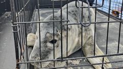 La foca presentaba lesiones por las que tuvo que ser trasladada, dentro de una jaula, hasta una unidad de cuidados intensivos para mam�feros para su recuperaci�n.