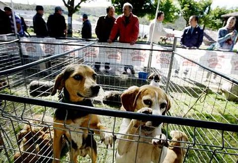 Los criadores exhibieron ayer en la feria de caza de Lampai (Teo) medio millar de perros.