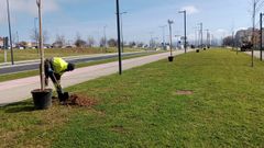 Los trabajos de plantaci�n comenzaron este jueves en As P�as