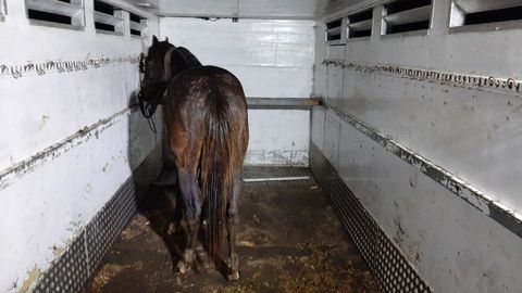 El animal, en Sedes, en el camin que lo transport de vuelta a Mugardos, el jueves