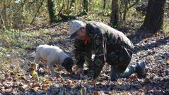 A la caza. La perra Macchia, junto con el cazador Adriano, recorre los bosques del Valle de Samoggia a la caza del tartufo bianco que se encuentra enterrado entre las ra�ces.