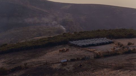 Ganado en terreno quemado en Maceda en los incendios del pasado verano