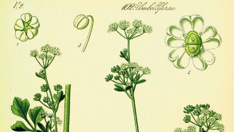 Ilustraci�n antigua sobre la flor del apio.