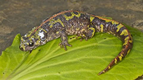 El llamativo tritón jaspeado (Triturus marmoratus) es uno de los habitantes de las márgenes del Cabe