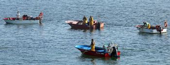 Imagen de archivo de varios embarcaciones de libre marisqueo en la r�a de Arousa.