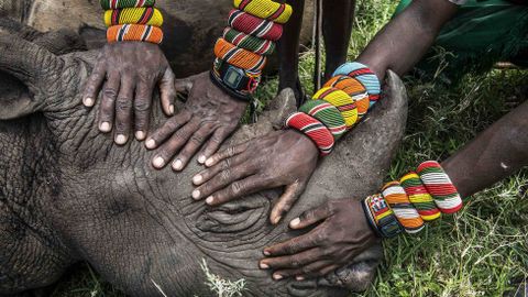 J�venes guerreros Samburu que encuentran un rinoceronte por primera vez en su vida en Lewa Downs, Kenia.
