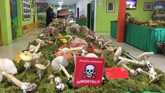 Exposici�n de setas de la Sociedade Micol�xica Lucus