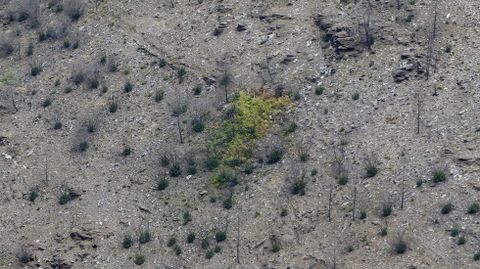 Una mancha de helechos, la �nica especie que ha vuelto a crecer, rodeada de monte quemado entre Paradapi�ol y Rugando