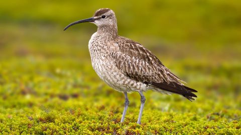 El zarapito fino, un ave migratoria emparentada con el zarapito trinador, se ha sumado a la lista.