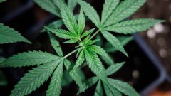 Hojas de una planta de marihuana en fase de crecimiento