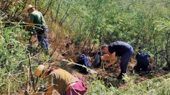 Un grupo de voluntarios eliminando una colonia de mimosas que se form en los alrededores de la aldea de Pieiro, en el norte del municipio