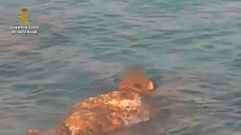 Salvado un marfile�o que pretend�a entrar a nado en Ceuta