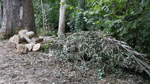 Medio Ambiente resolvi con carcter de urxencia la cada de esta rama seca de grandes dimensiones