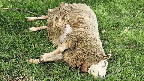 Un lobo mat� a esta oveja, pre�ada, que estaba pastando en una finca de Cumi�ns, Montemaior.
