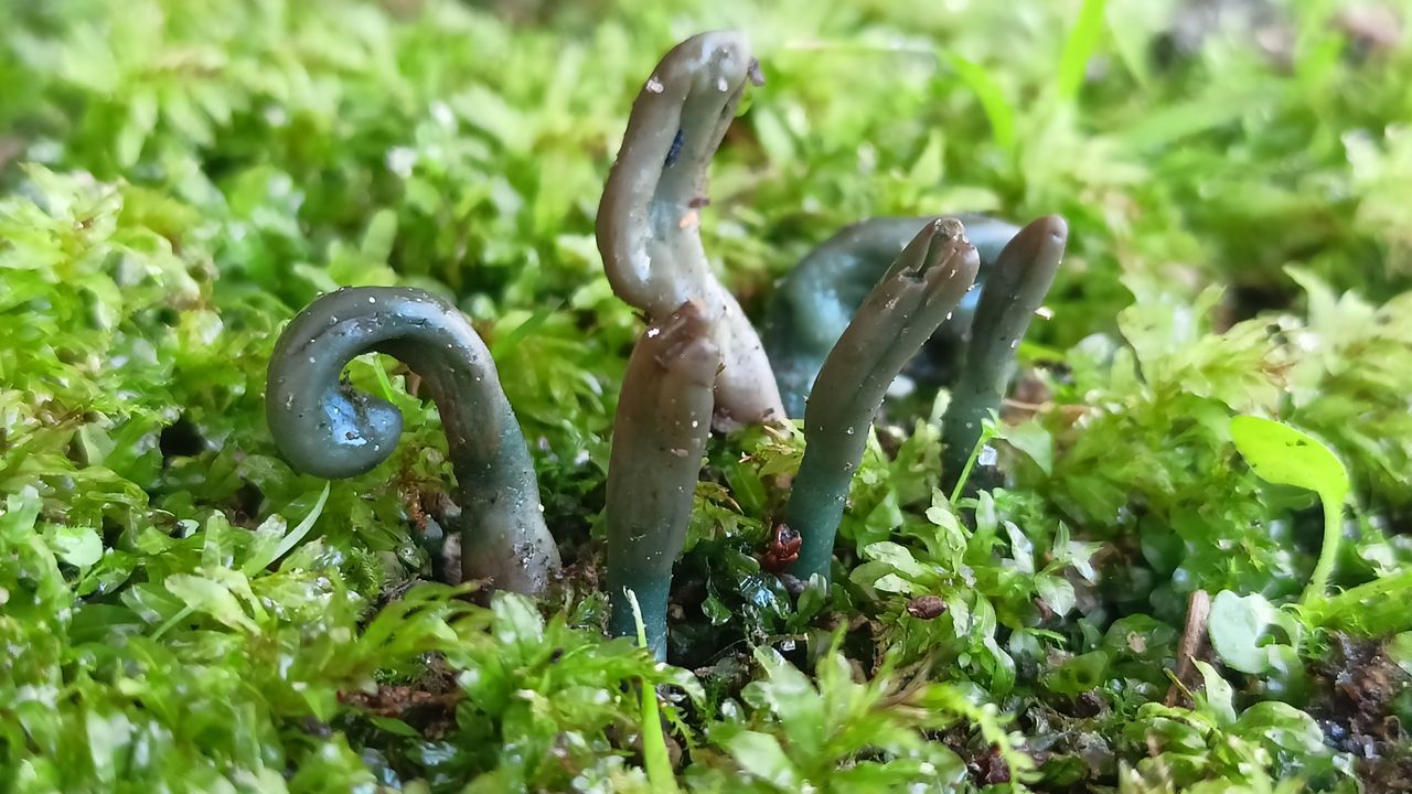 Descubren en A Coruña dos especies de hongos inéditas en Galicia