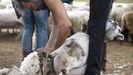 Rapadores de la montaa lucense esquilando ovejas en una explotacin de Meira