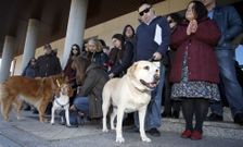 Amantes de los animales acudieron con sus mascotas para demandar respecto a los animales. 