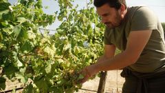 La lluvia y el granizo obligan a adelantar la vendimia para evitar enfermedades