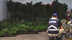 Dos mil plantas de marihuana enganchadas a la luz general en Cualedro