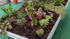 Plantas carn�voras